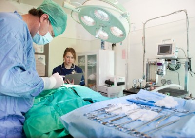 veterinary photography for vets