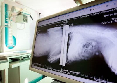 vet photography