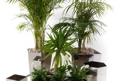 Plant Photography